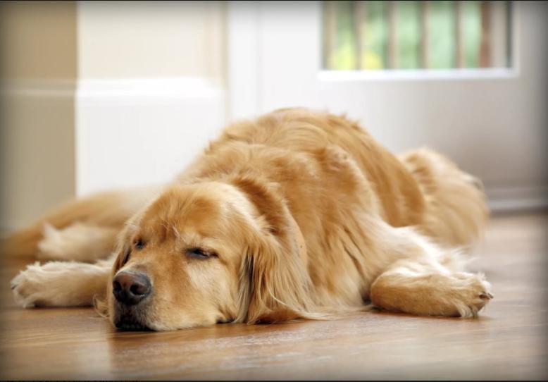 狗狗神经痛可以吃什么止痛药,狗狗一般可以吃什么止痛药