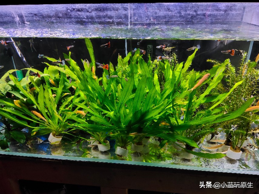 鱼缸爆褐藻的正确方法,鱼缸褐藻怎么彻底消灭最简单方法