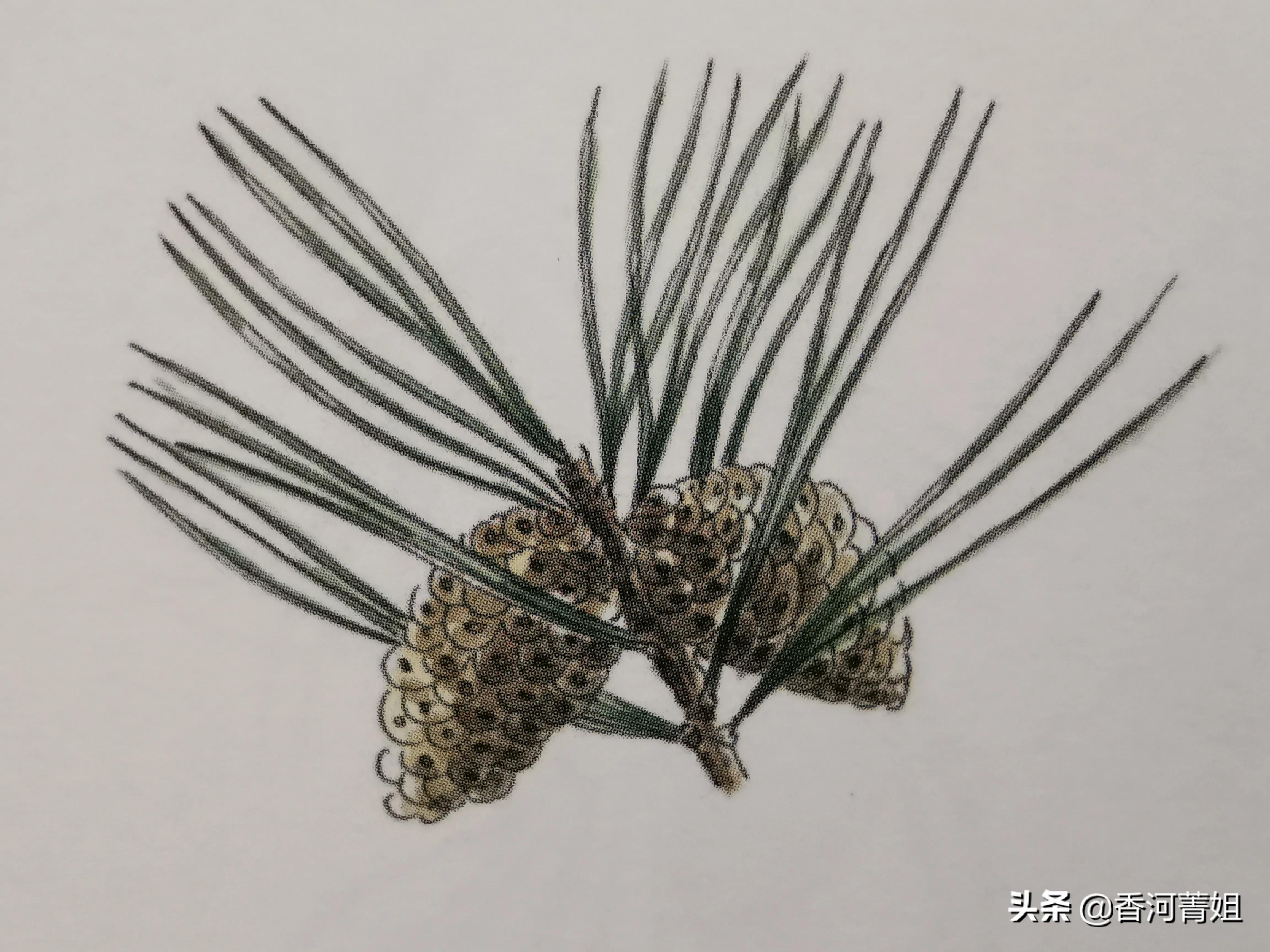 辐射松木头怎么样,辐射松截木头