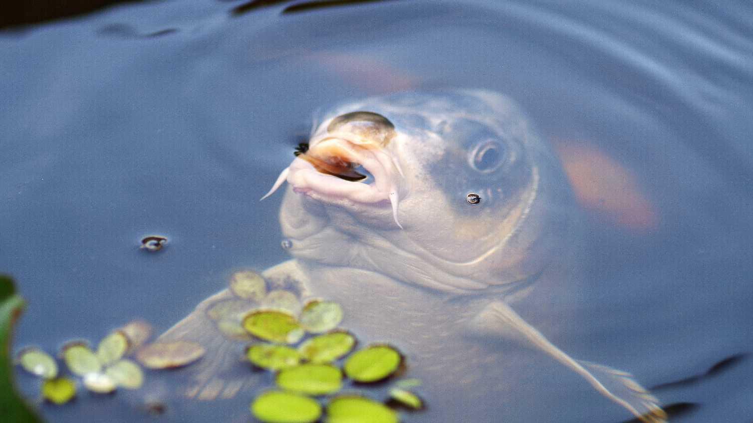 野生鲫鱼凶吗,鲫鱼生命力有多恐怖