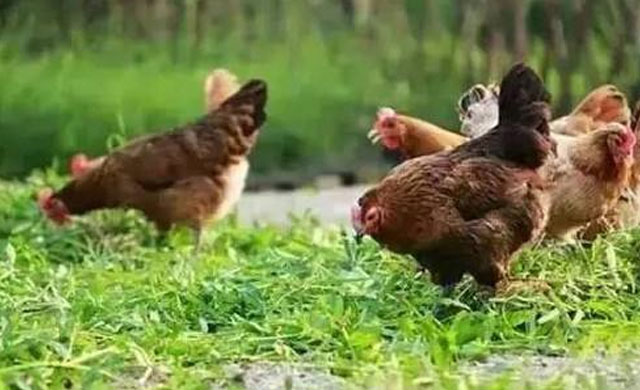 鸡生病怎么办养鸡技巧小视频,鸡常见三种疾病及防治方法