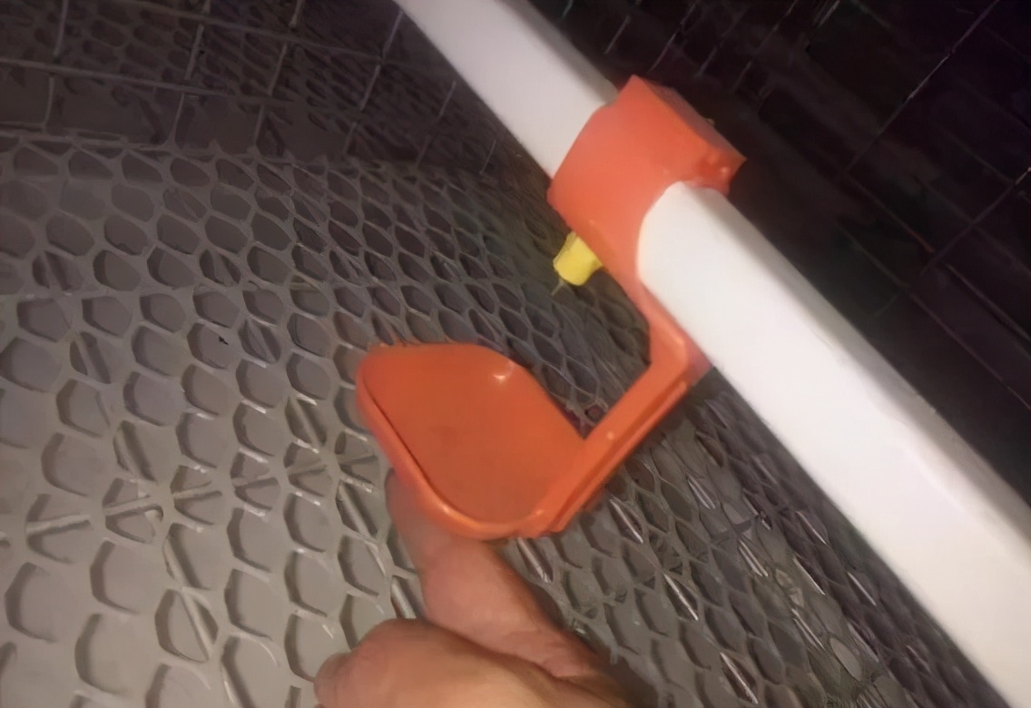 笼养肉鸡夏季管理,笼养肉鸡的管理