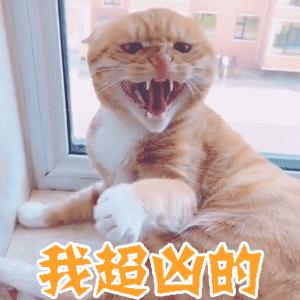 猫三联能在网上买吗,网上买猫怎么寄送的