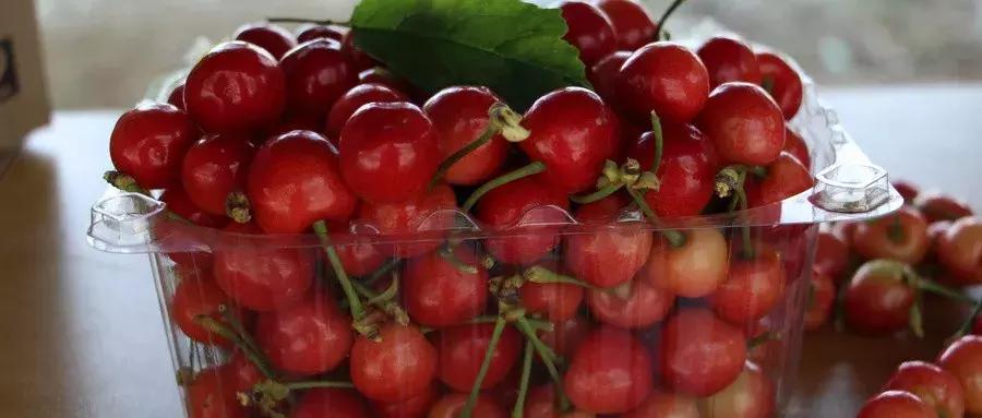 西安周边摘樱桃的地方,西安摘樱桃最佳地点