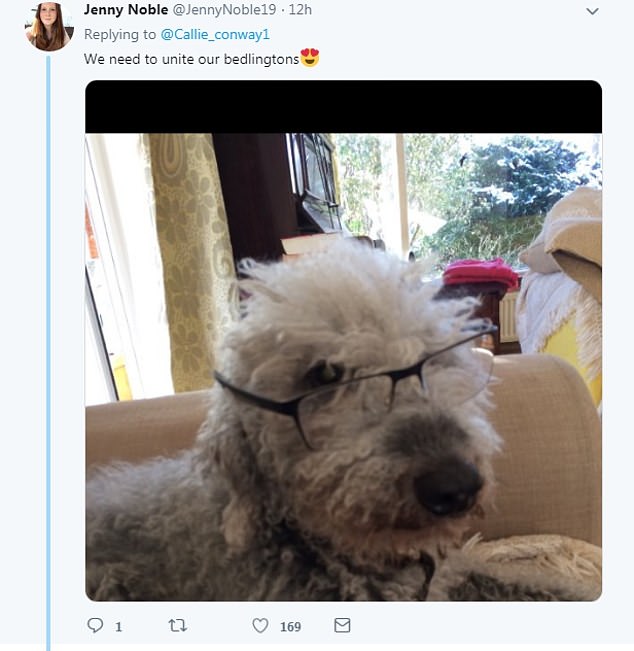 狗狗穿上衣服后有多帅气,狗狗穿上新衣服后直接逗笑主人