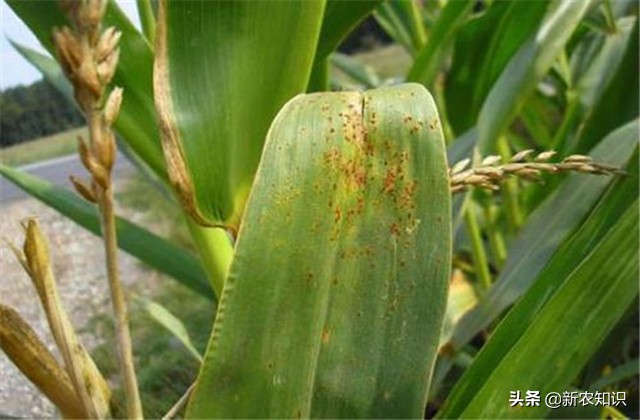 玉米锈病发病初期症状,玉米锈病防治方法有哪些