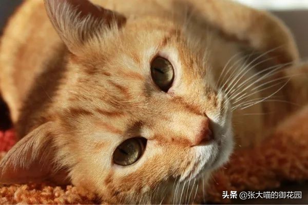 怎么解决让猫咪白天闹晚上睡觉,猫咪晚上太闹吵得休息不好怎么办