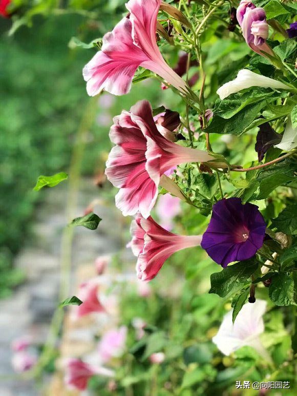 閲庣敓鍠囧彮鑺卞彲浠ュ湪鑺辩泦閲屾牻绉嶅悧,閲庡鍠囧彮鑺卞甫鍥炲鐩嗘牻