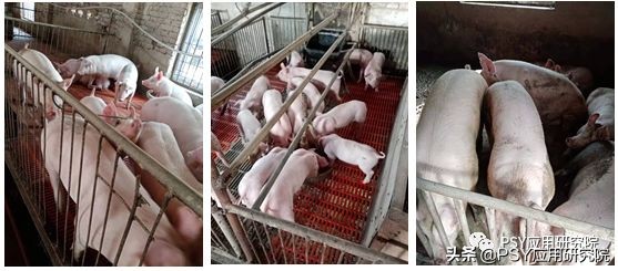 拔牙猪瘟怎么处理,拔牙感染重新处理后巨疼