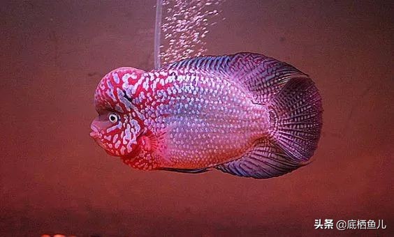 水族界的平头哥,鱼缸界平头哥