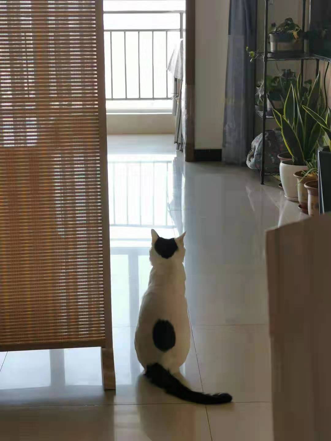 自制猫粮好还是买的猫粮好,猫咪吃猫粮好还是自制猫粮好