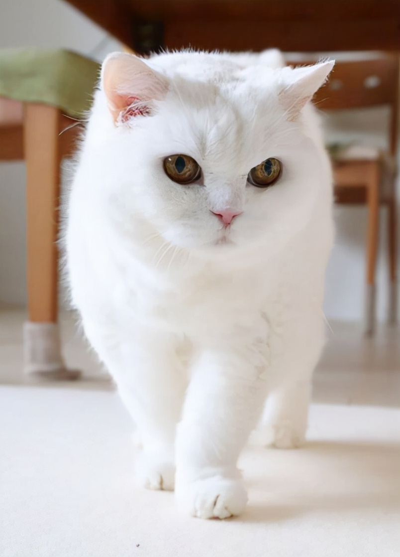 猫罐头排行榜前十名推荐,猫罐头十大品牌排行榜幼猫