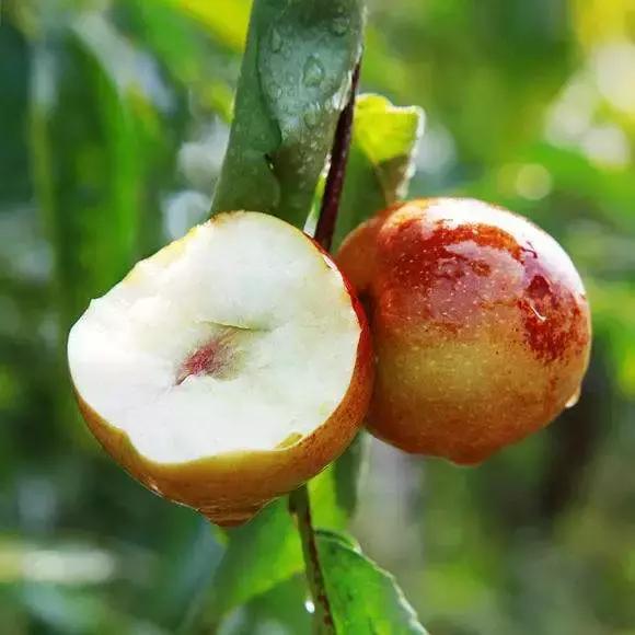 大荔美吗,大荔县的美