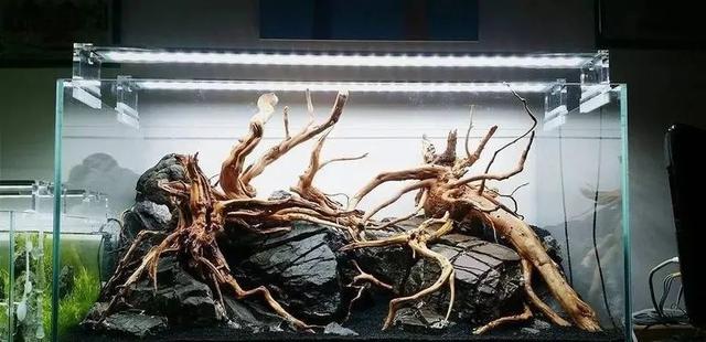 杜鹃根用什么水草造景好看,松皮石搭配杜鹃根造景图片