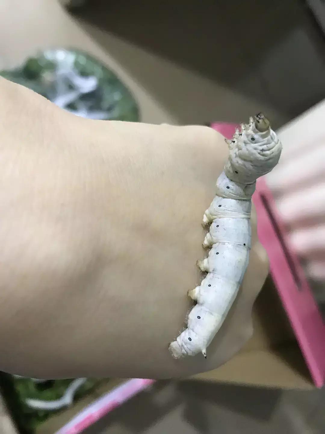 蚕宝宝你在养吗,蚕宝宝养的过密会死吗