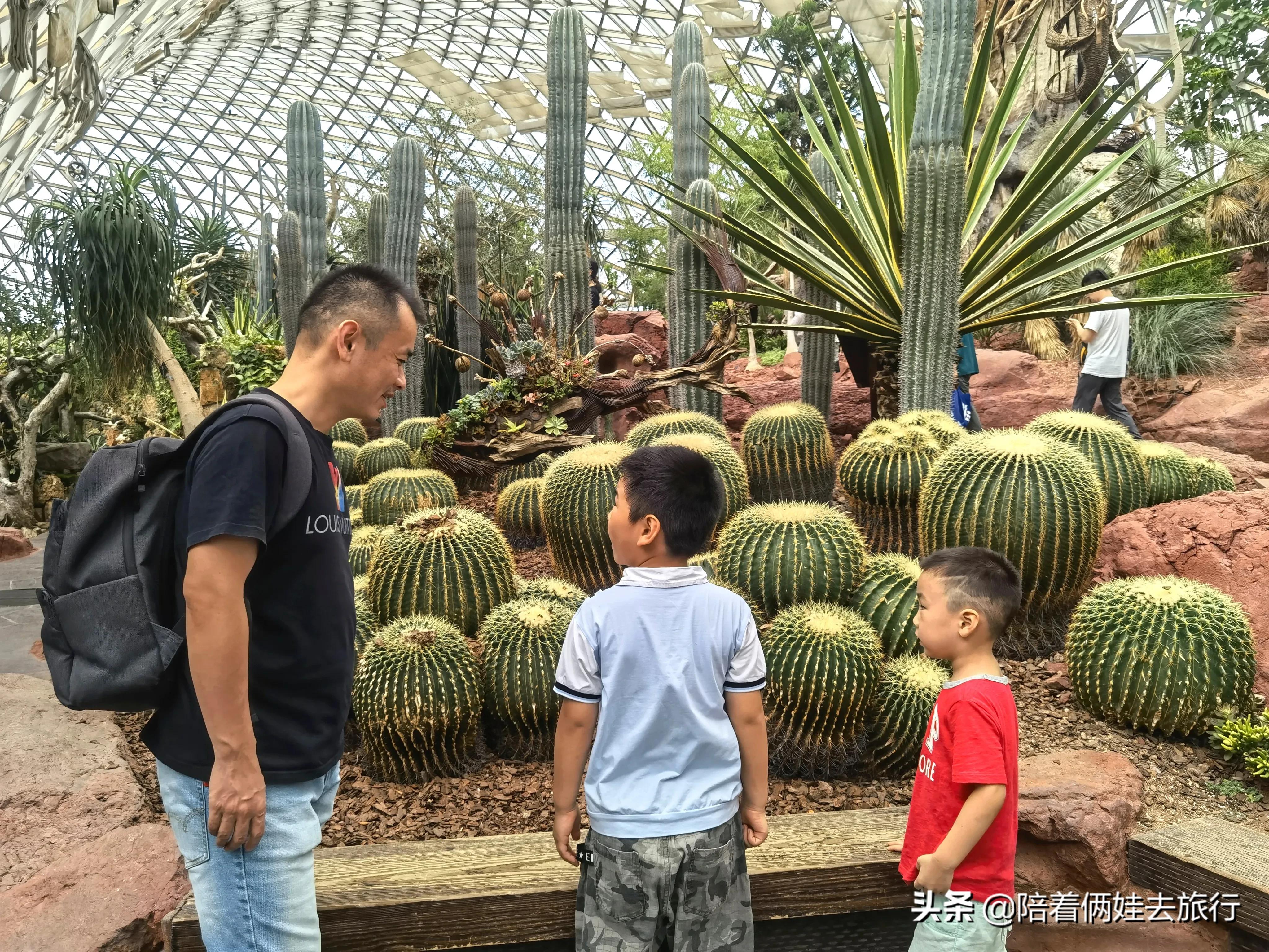 上海辰山植物园矿坑花园,辰山植物园矿坑花园修好了吗