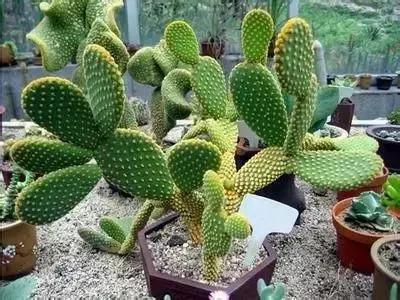 拍摄花的花语,100种摄影基础美学