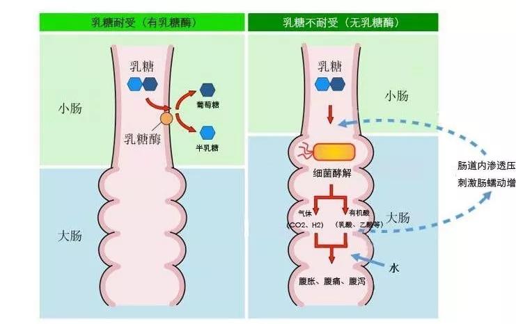 乳糖吃多了有什么好处,乳糖对儿童的重要性