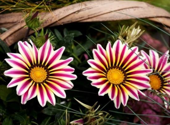 春夏秋冬都可以开的菊花,夏天适合的菊花