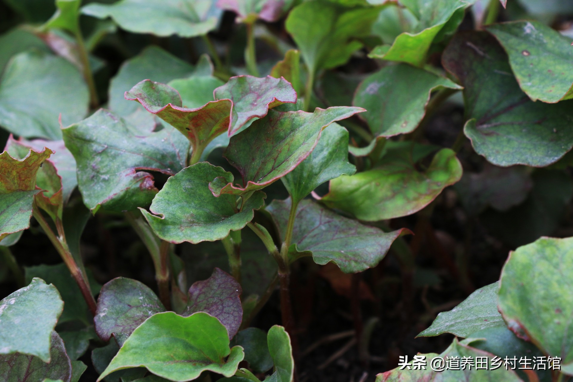 折耳根不好吃,折耳根不新鲜