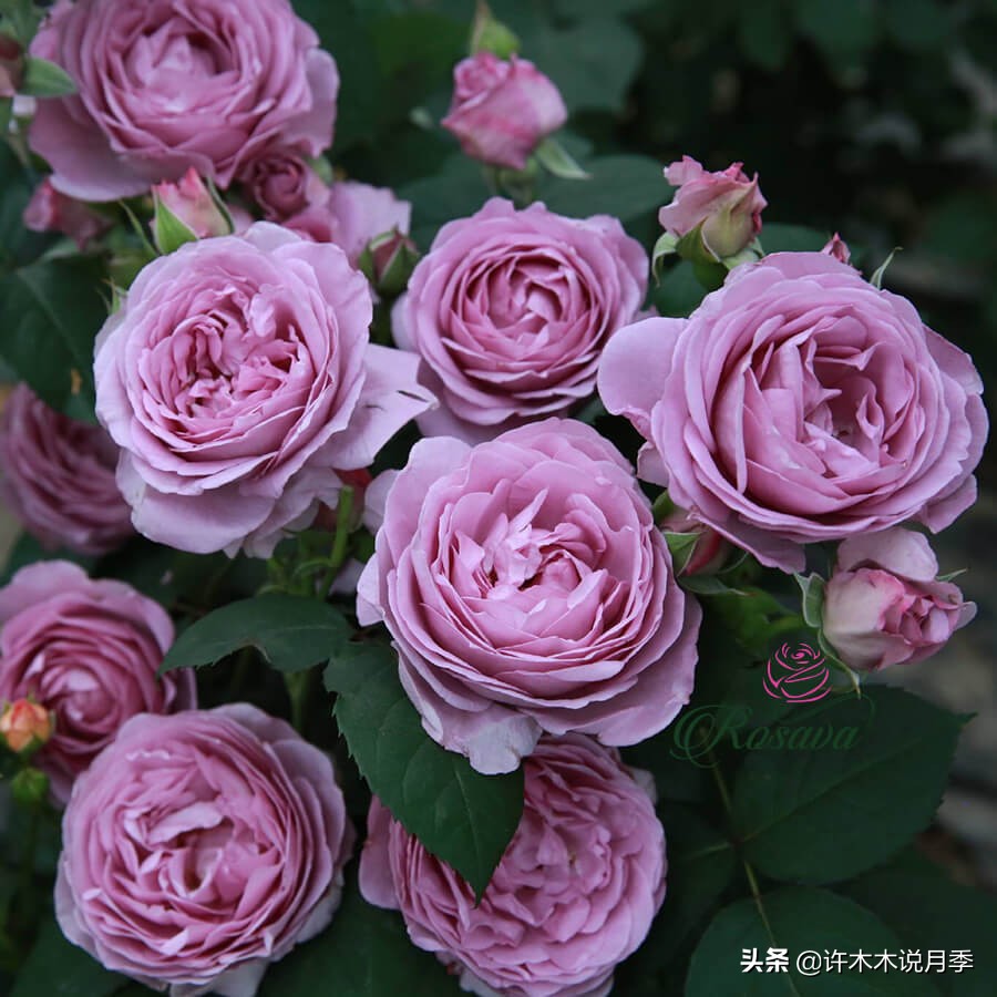 多头多季节开花抗性好的月季,红色月季哪几款多花勤花抗性好的