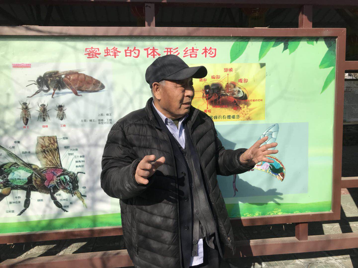 蜂缘蜂胶软胶囊的功效,蜂缘收藏