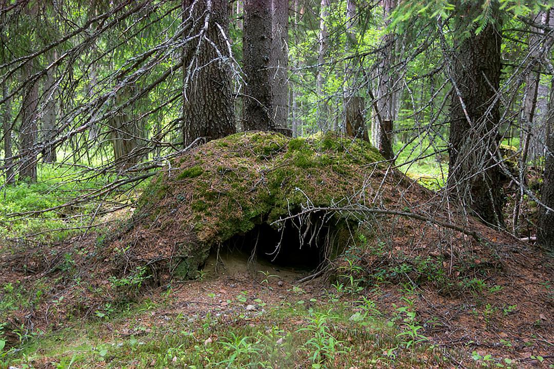 狗熊需要冬眠多久才能活,狗熊不吃饭能活多久