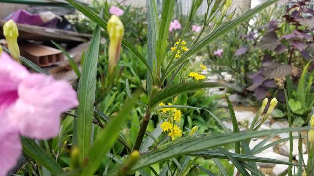 为什么要在天台种菜,天台种菜合适吗