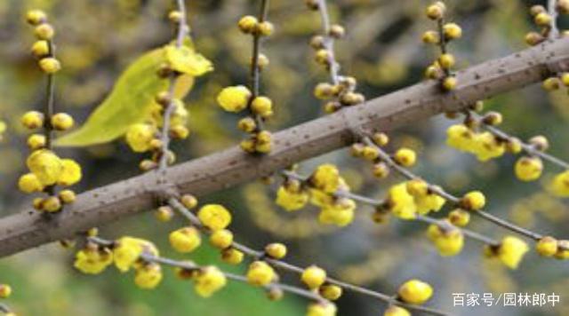 冰天腊梅,冰天的梅花