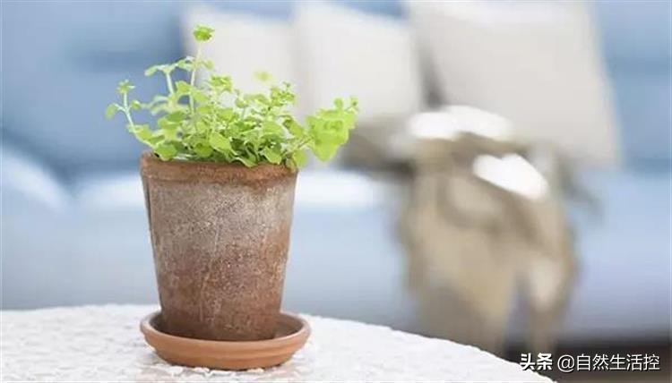 花卉枯萎了怎么办视频教程,花卉蔫了如何救活