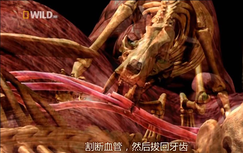 剑齿虎比狮子厉害吗,剑齿虎咬合力