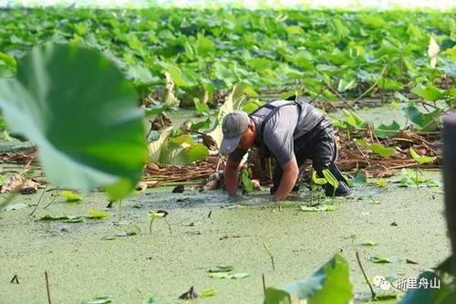 藕田有青蛙,一亩大棚养殖青蛙赚钱吗