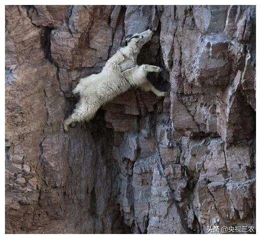 怎么辨别羊肉是山羊肉还是绵羊肉,羊肉是山羊肉好吃还是绵羊肉好吃