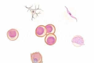 一型糖尿病干细胞有攻克希望吗,干细胞治疗是老年糖尿病的新希望