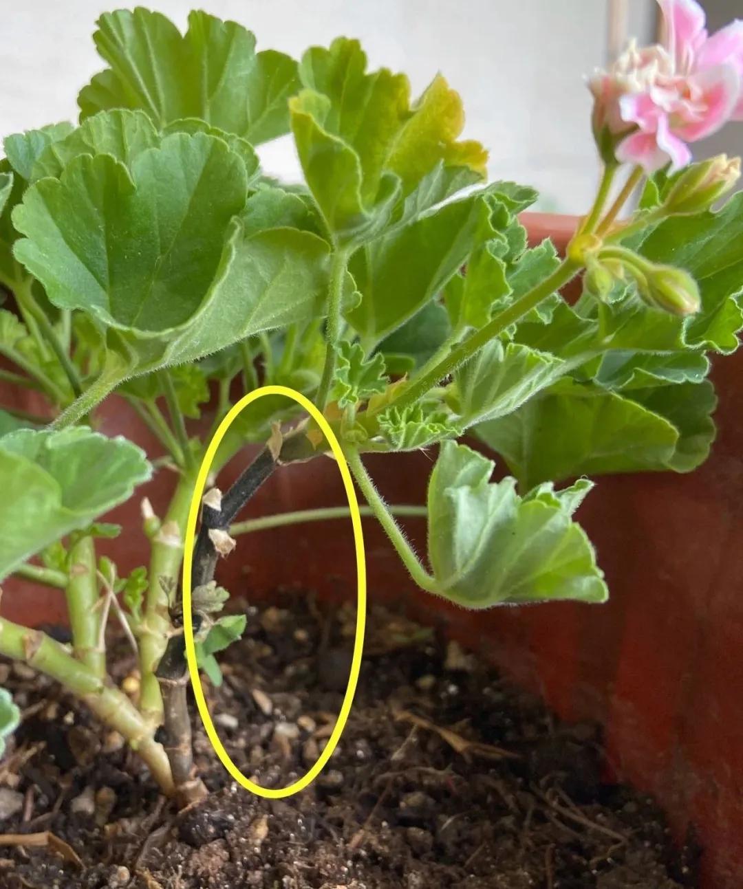 什么花休眠期最好养,养这五种花别随便浇水