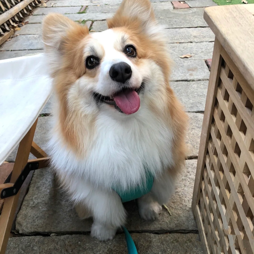 柯基养成大法居然要注意这些细节,柯基正确养成方法