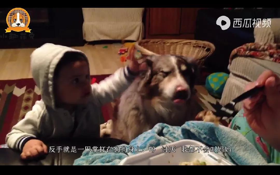 狗狗居然会喊妈妈,狗狗对主人不会叫只会嘤嘤嘤