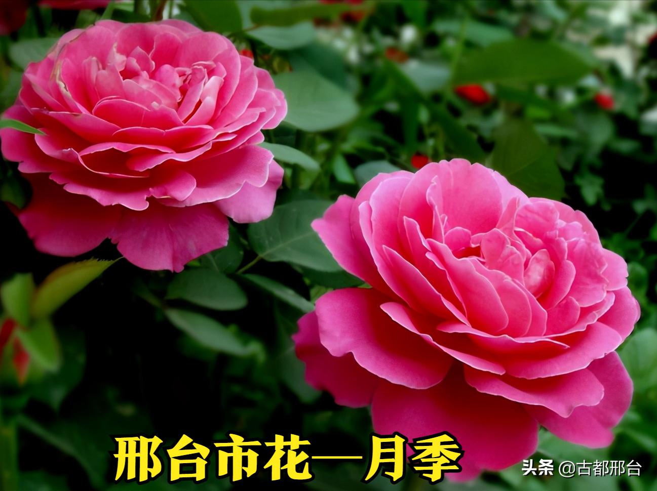 澳大利亚地图为什么没有全面展示,世界版图澳大利亚