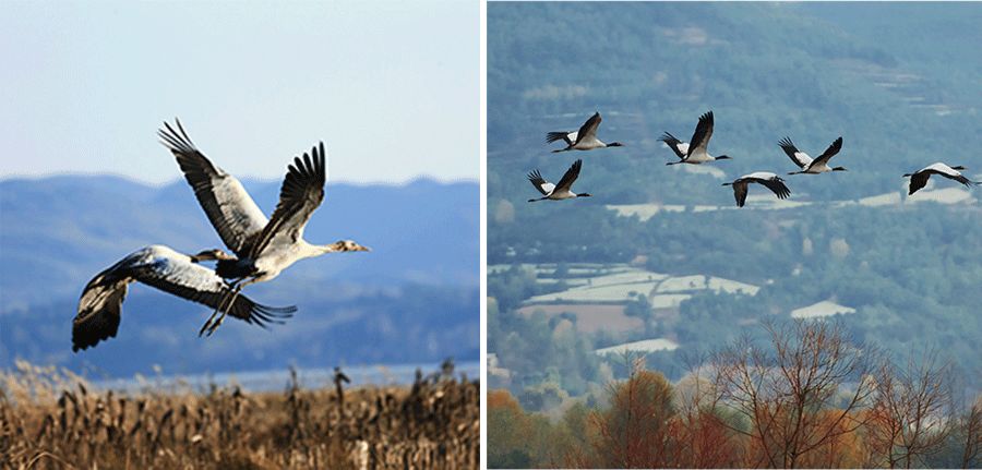 鹤的画法儿童画,飞翔的鹤儿童画