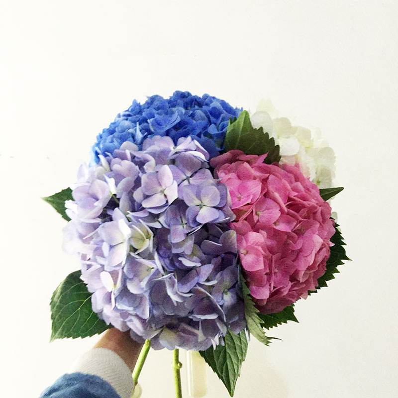 花艺插花常见花名有哪些,鲜花插花的技巧有哪些