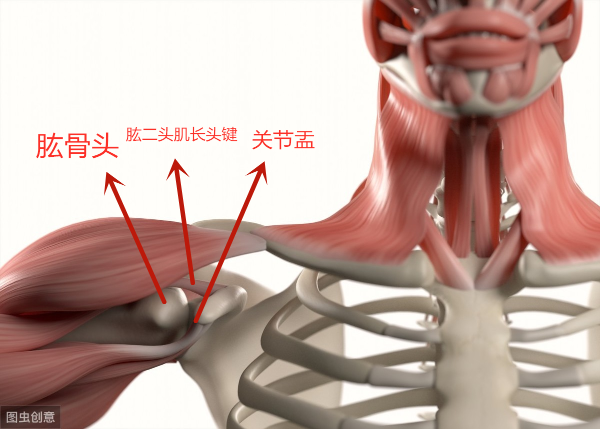 活动肩部发出响声是什么原因,肩部会响是什么原因