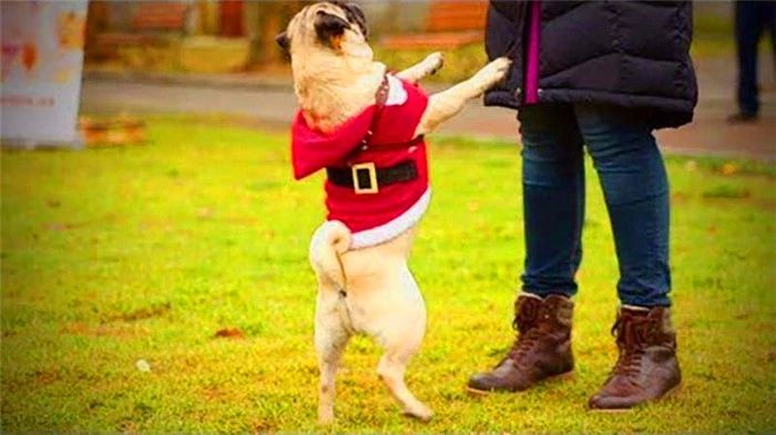 狗狗经常用后腿站立该怎么纠正,狗狗直立行走影响狗狗健康