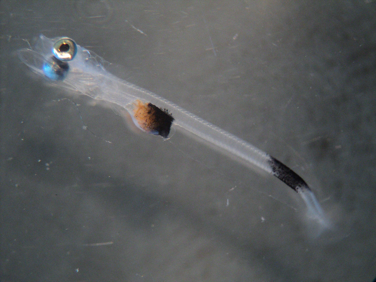 银鳕鱼智商税,银鳕鱼猫腻