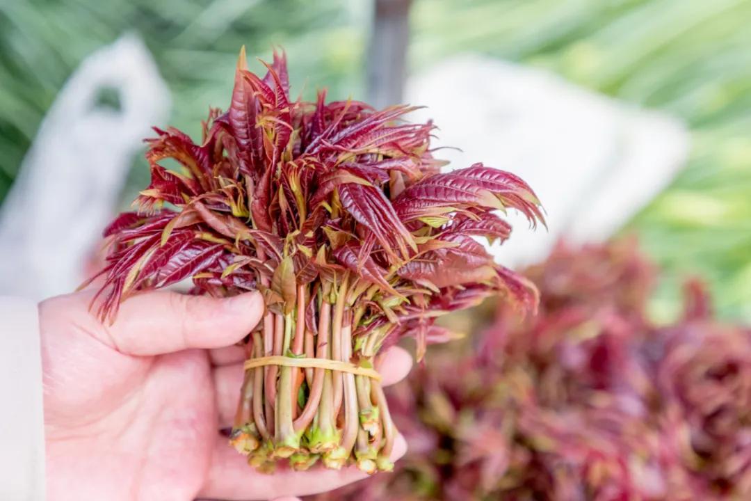 沙河边的野生菜市，是成都嬢嬢的狂欢现场