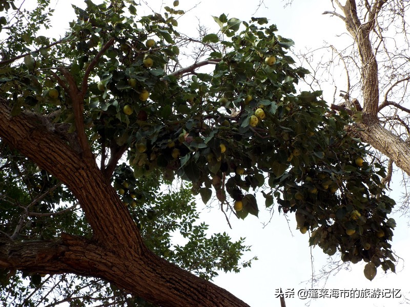 宁夏沙坡头旅游攻略,宁夏沙坡头游记