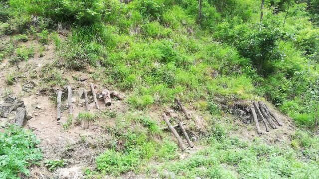 神奇黑木耳,超级神奇的木耳