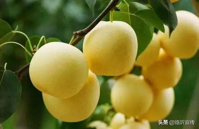 “陈毅等*长首**尝过俺家的熟梨！”