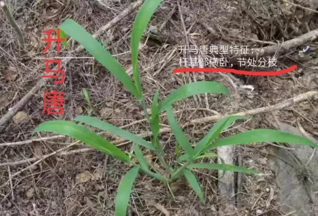 水稻直播除草技术大全,旱直播水稻二次封闭怎样用药