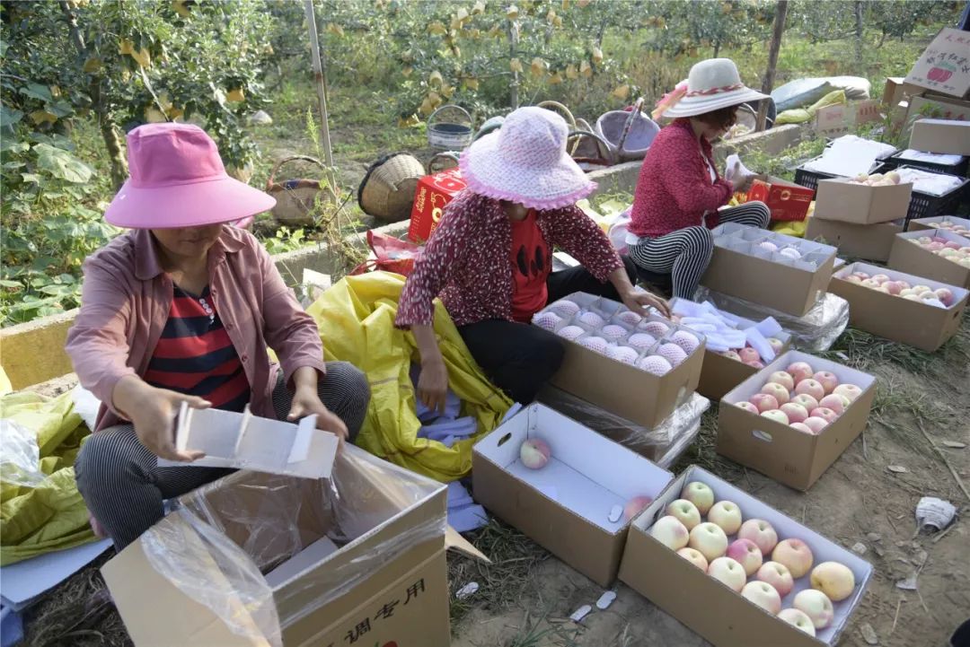 包苹果的女人们，那样美
