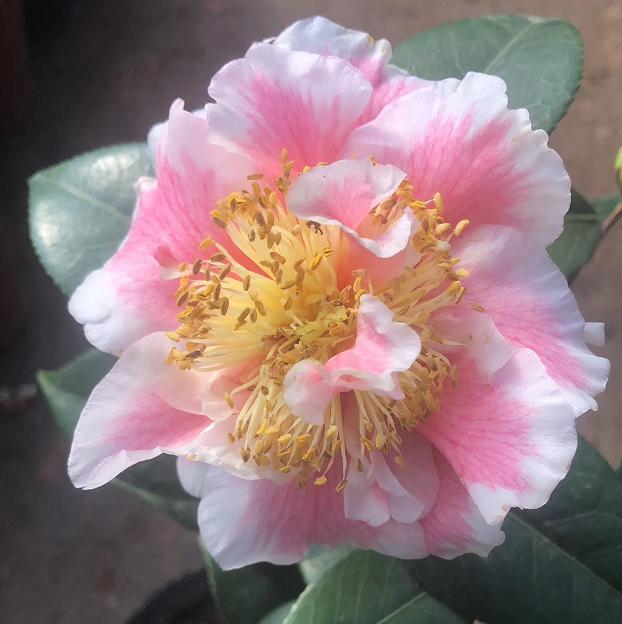 冬天什么时候买花最好,冬天买花注意事项